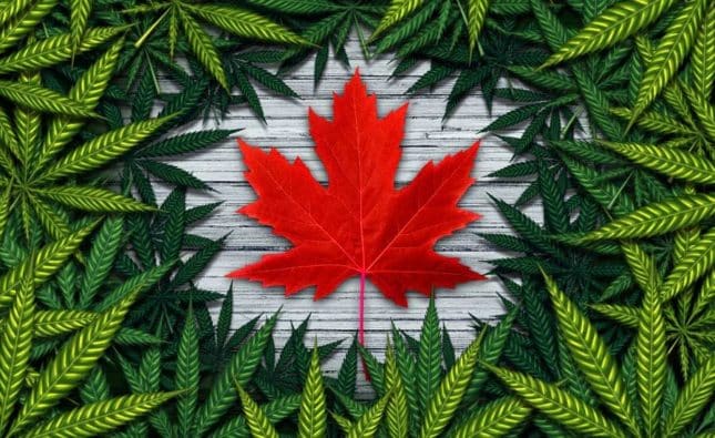 Challenges Facing Canada After One Year of Legalized Cannabis