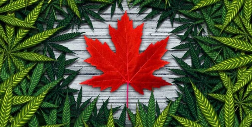 Challenges Facing Canada After One Year of Legalized Cannabis